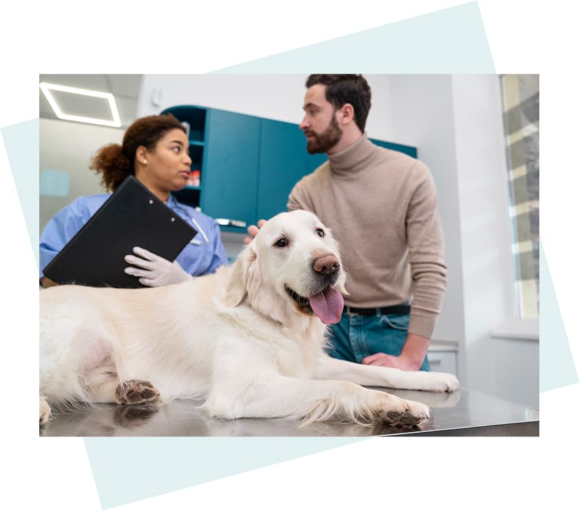 Pet on exam table with provider